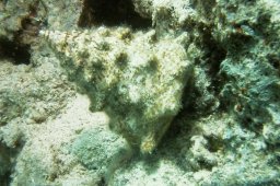 20010615_Turtle_Bay_0009
